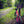Pink bicycle leaning against a 'Rothrock State Forest' sign on a forest path.