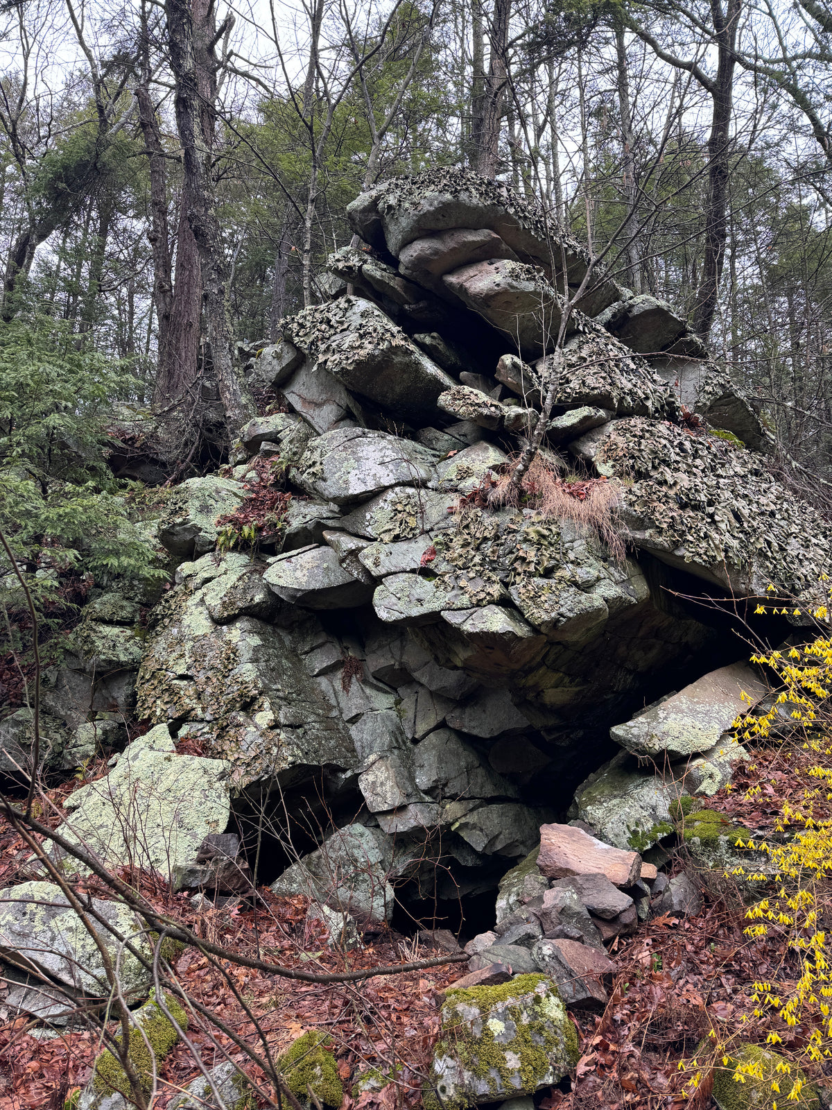 Rothrock Lizard Map, Pennsylvania