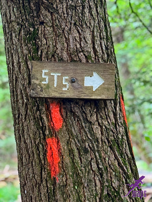 Dark Skies / Susquehannock State Forest Lizard Map