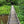 Dark Skies / Susquehannock State Forest Lizard Map