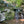 Shenandoah National Park Lizard Maps, Virginia