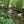 Shenandoah National Park Stream Photo By Purple Lizard Maps