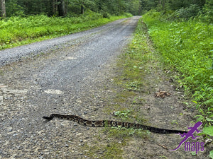 Dark Skies / Susquehannock State Forest Lizard Map
