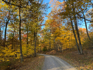 Winding road through Rothrock State Forest forest with trees displaying autumn colors. Photo by Purple Lizard Maps