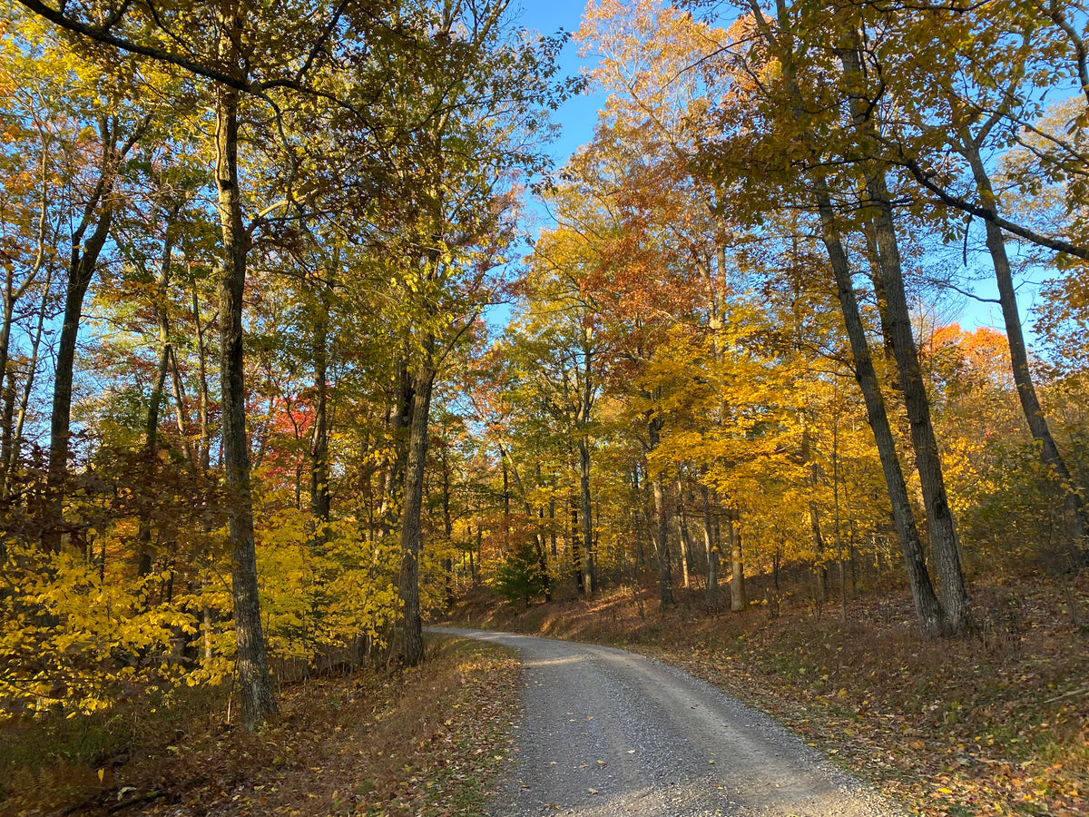 Rothrock Lizard Map, Pennsylvania