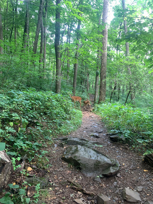 Shenandoah Hiking Trail Purple Lizard Maps