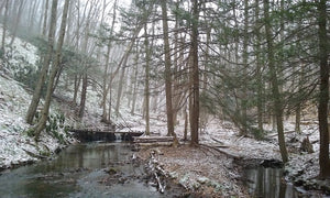 Hook Natural Area Bald Eagle State Forest