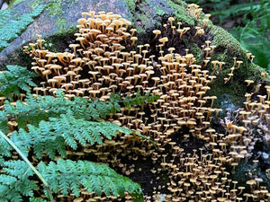 Tuscarora State Forest Lizard Map, Pennsylvania