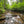 Tuscarora State Forest Lizard Map, Pennsylvania