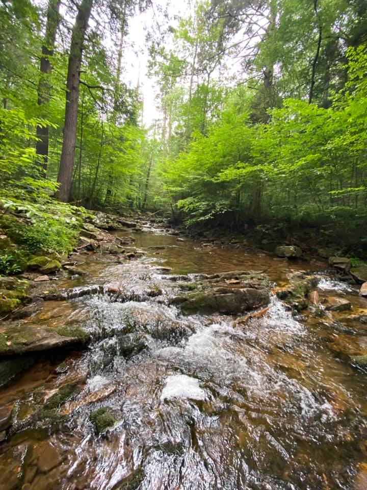 Tuscarora State Forest Lizard Map, Pennsylvania