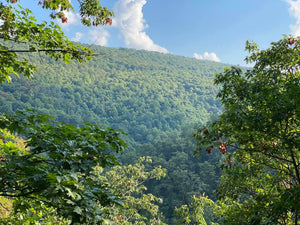 Tuscarora State Forest Lizard Map, Pennsylvania