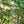 Shenandoah National Park Lizard Maps, Virginia