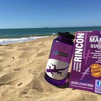 Rincon Puerto Rico: Purple Lizard Surf, Beach and Vacation Guide