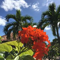 Rincon Puerto Rico: Lizard Map, Surf & Beach Guide - The Most Comprehensive Guide to Rincón PR