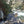 Ohiopyle-Laurel Highlands Lizard Map: Pennsylvania