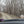 Ohiopyle-Laurel Highlands Lizard Map: Pennsylvania