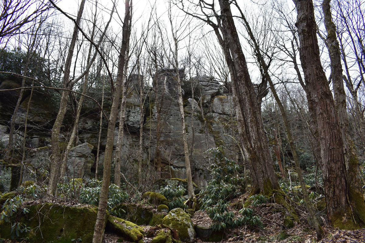 Ohiopyle-Laurel Highlands Lizard Map: Pennsylvania