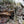 Climbing wall Ohiopyle - Laurel Highlands Photo Purple Lizard Maps