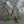 Ohiopyle-Laurel Highlands Lizard Map: Pennsylvania