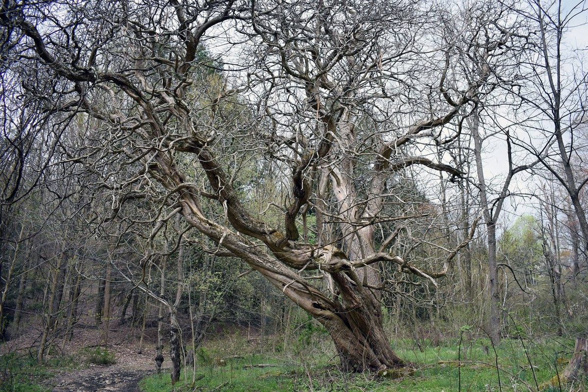 Ohiopyle-Laurel Highlands Lizard Map: Pennsylvania