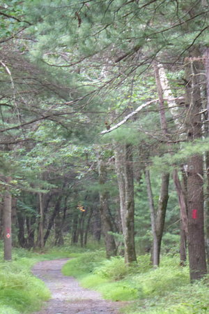 Trail in Michaux State Forest: Photo Purple Lizard Maps