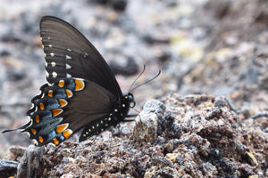 Butterfly PA in Spring