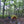 Camping in Michaux State Park: Photo Purple Lizard Maps