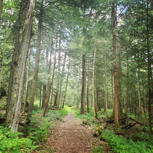 Cook Forest Cathedral Trails