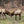Elk in Benezette PA along Elk Scenic Drive on Moshannon Quehanna Purple Lizard Map