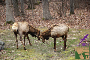 Elk in Benezette PA along Elk Scenic Drive on Moshannon Quehanna Purple Lizard Map