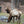 Elk in Quehanna Pennsylvania Purple Lizard Moshannon Quehanna Lizard Map