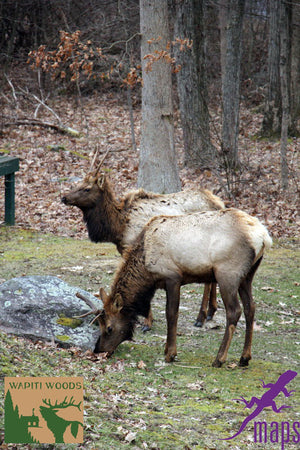 Elk in Quehanna Pennsylvania Purple Lizard Moshannon Quehanna Lizard Map