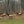 Elk Herd Grazing near Benezette PA on Purple Lizard Moshannon Quehanna Map
