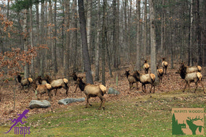 Elk Herd Grazing near Benezette PA on Purple Lizard Moshannon Quehanna Map