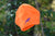 Lizard Screaming Warning Orange Fleece Hat