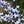 Flowers Ohiopyle Laurel Highlands Photo Purple Lizard Maps