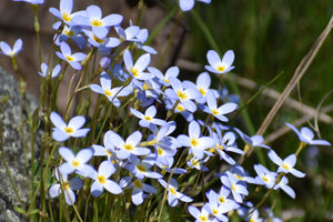 Flowers Ohiopyle Laurel Highlands Photo Purple Lizard Maps