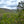 Ohiopyle-Laurel Highlands Lizard Map: Pennsylvania