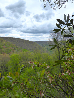 Ohiopyle-Laurel Highlands Lizard Map: Pennsylvania