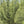Ohiopyle-Laurel Highlands Lizard Map: Pennsylvania
