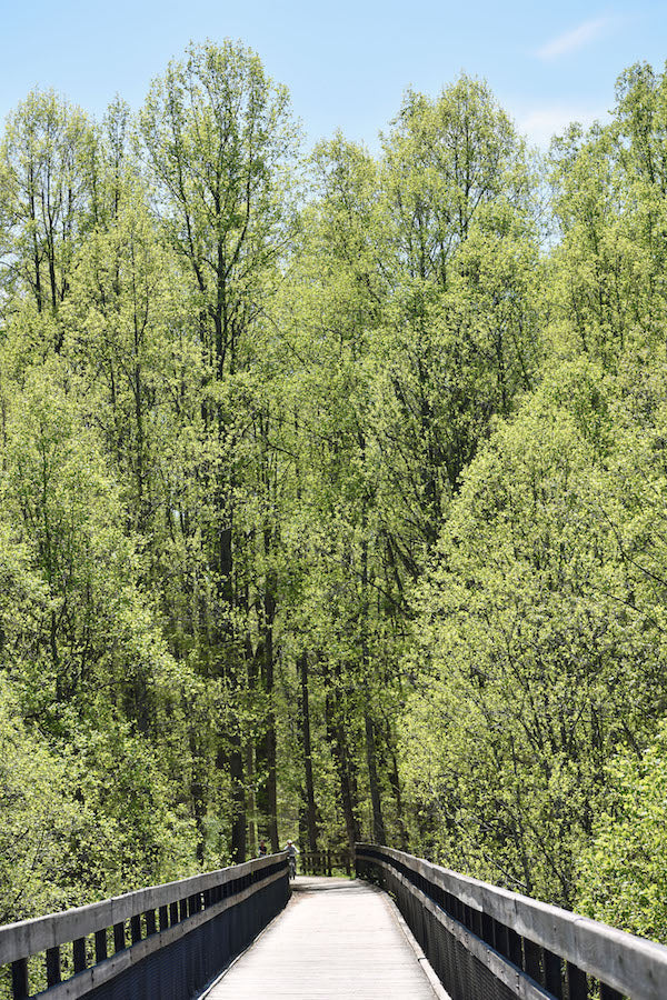 Ohiopyle-Laurel Highlands Lizard Map: Pennsylvania