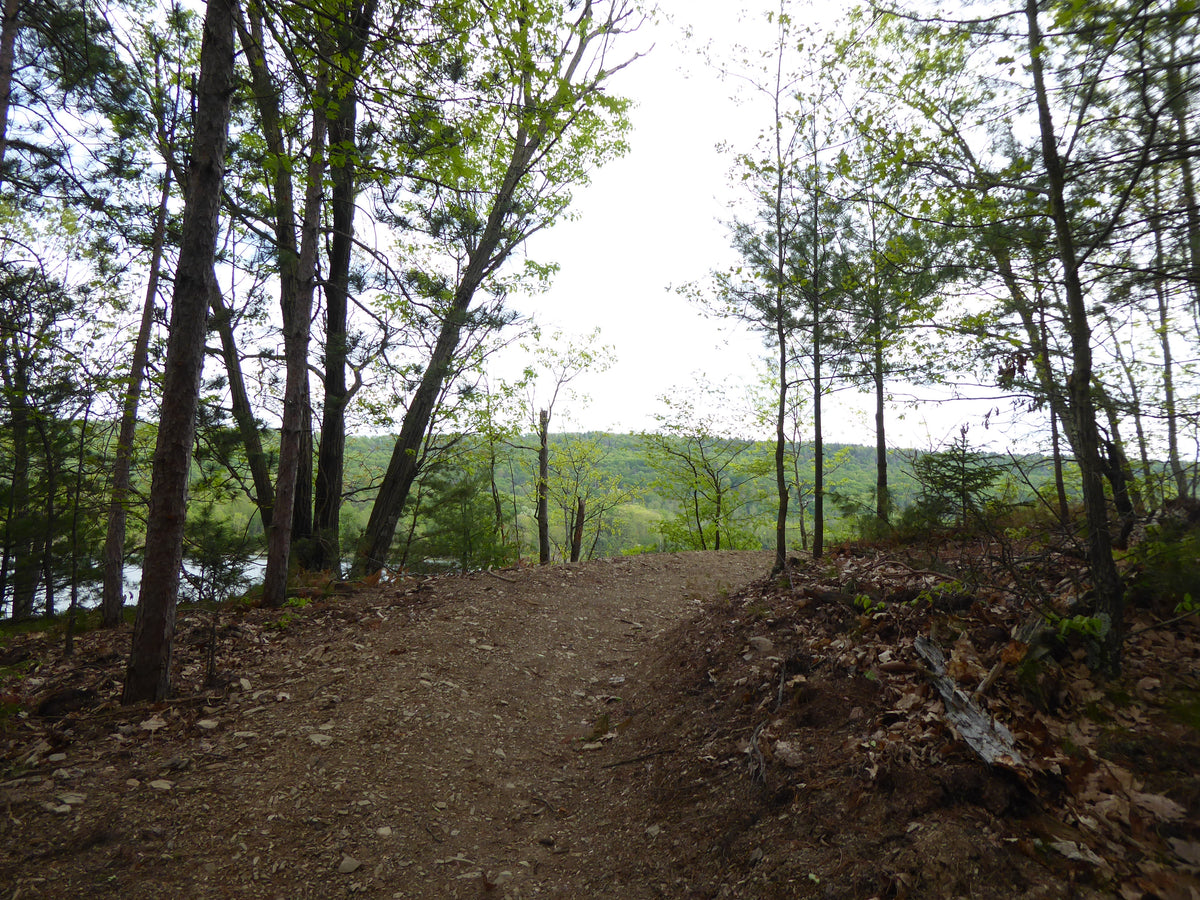 Rothrock Lizard Map, Pennsylvania