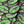Purple Lizard Patches