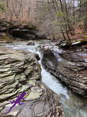 Loyalsock-Worlds End Lizard Map, Pennsylvania