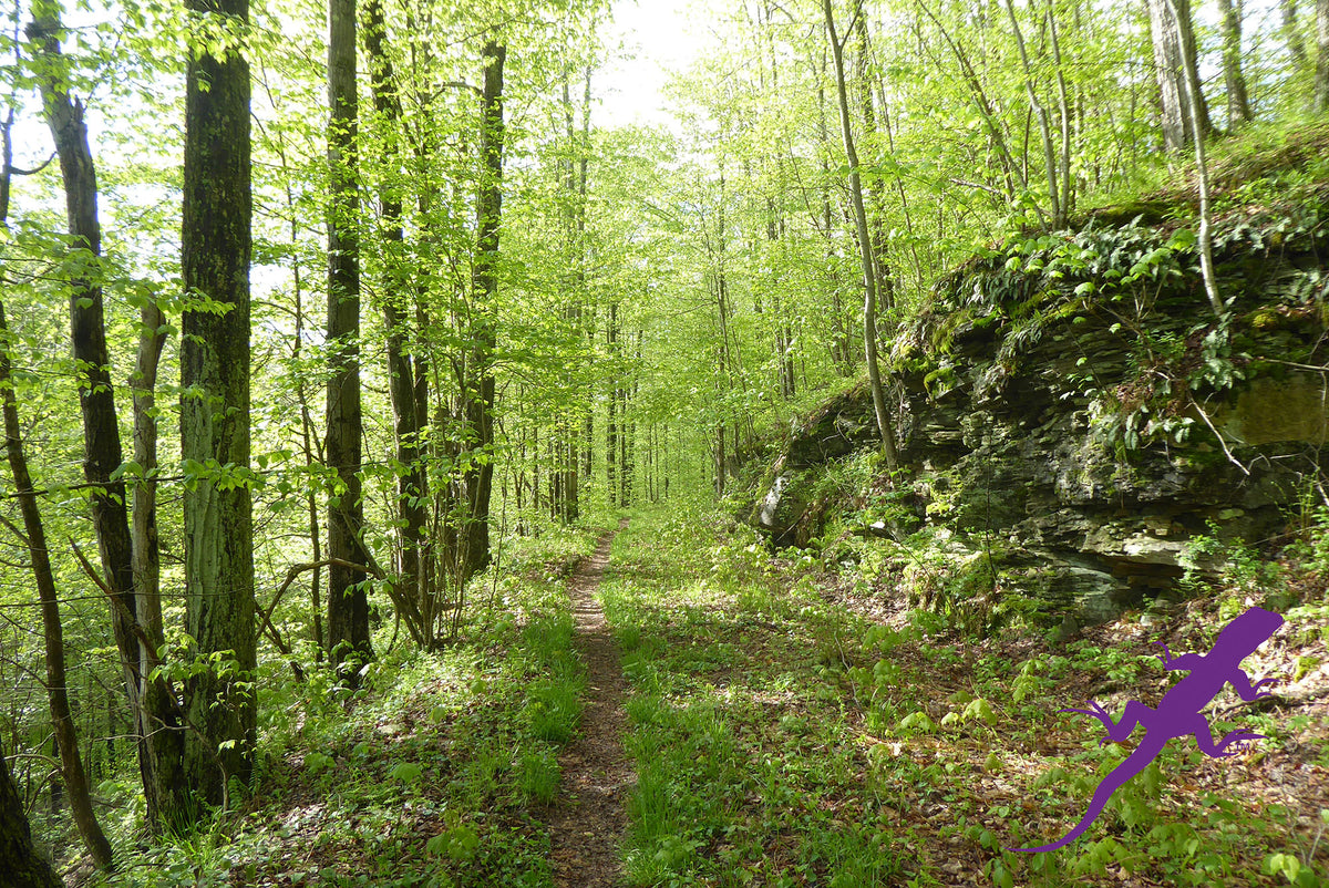 Loyalsock-Worlds End Lizard Map, Pennsylvania
