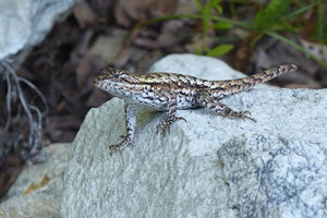 Lizard on a Rock: Photo by Purple Lizard Maps