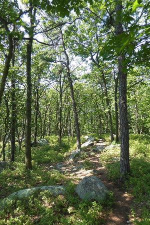 Trail in Michaux State Forest: Photo Purple Lizard Maps