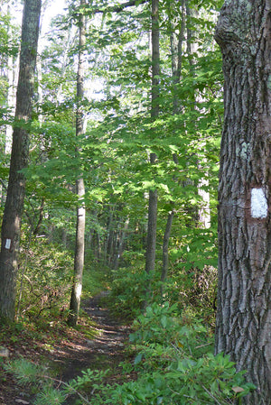 Trail in Michaux State Forest: Photo Purple Lizard Maps