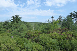 Michaux Lizard Map, Pennsylvania