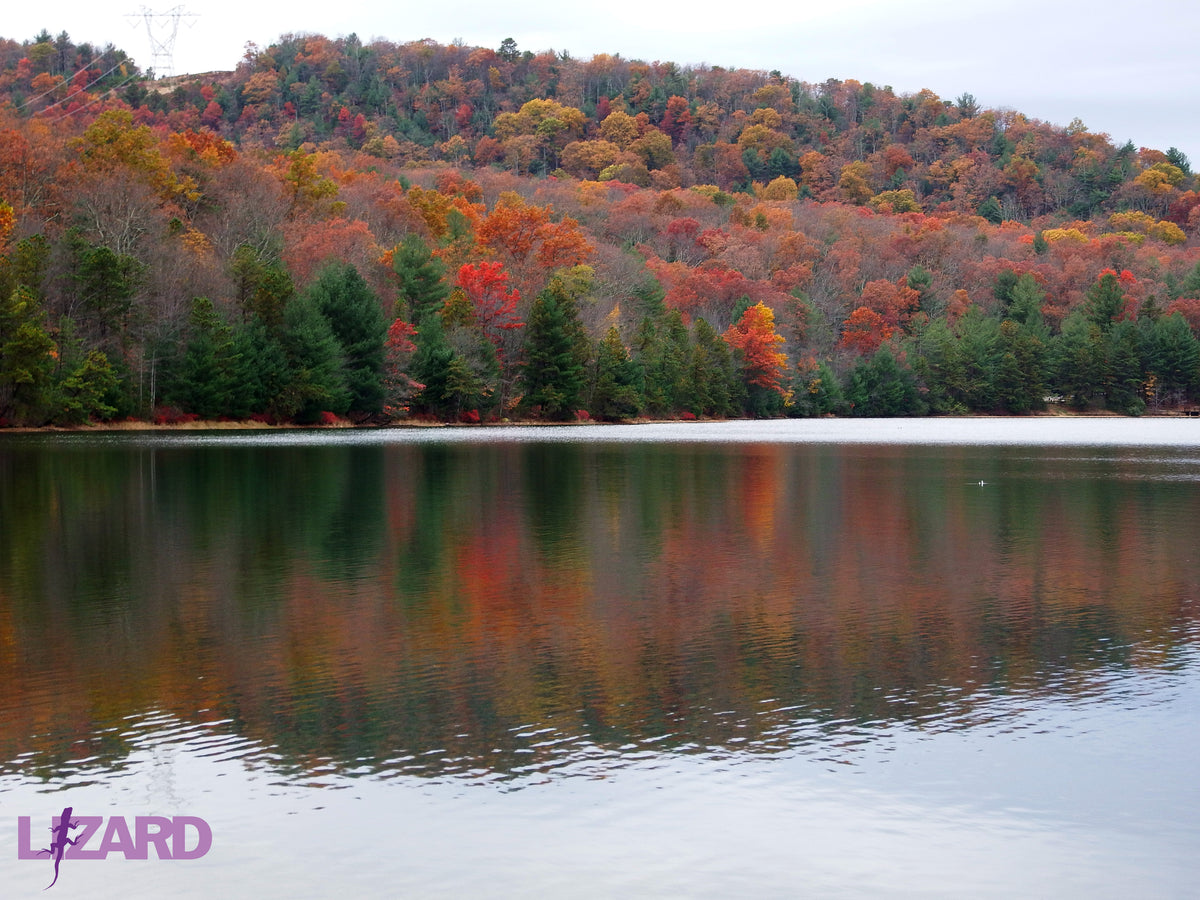 Michaux State Forest View Fall: Purple Lizard Maps